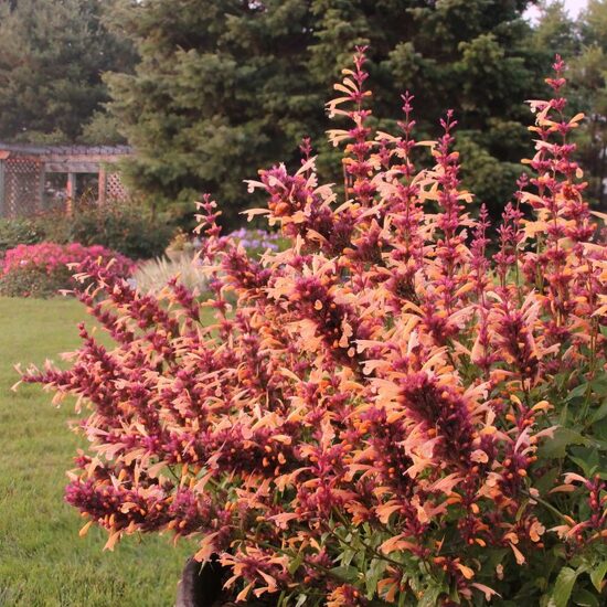 Agastače “Mango Tango”