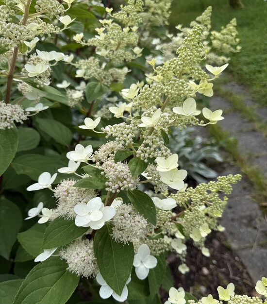 Hortenzijas