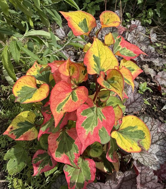Sirdsveida hotūnija “Chameleon”