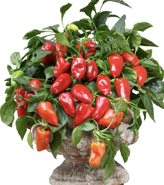 Nokarenā podu paprika “Joyride Sweet Red”