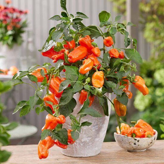 Nokarenā podu paprika “Joyride Sweet Orange”