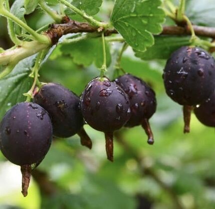 Upeņu - ērkšķogu hibrīds “Jostsberry”