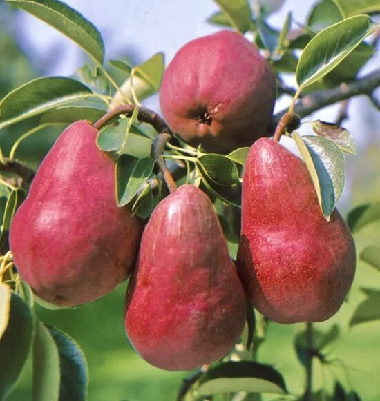 Bumbiere “Rose Williams”
