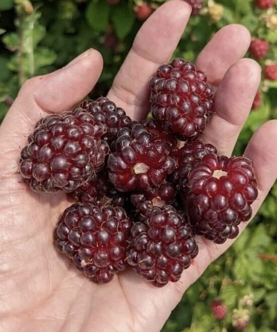 Boizeņoga “Boysenberry”