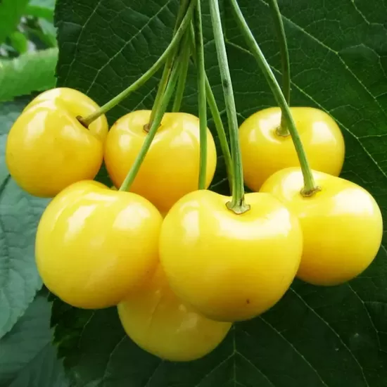 Saldais ķirsis 'Drogana'