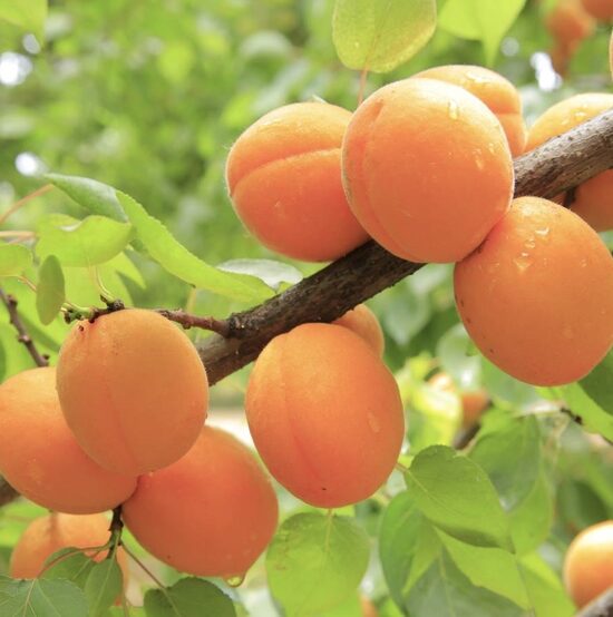 Aprikoze 'Early Orange'