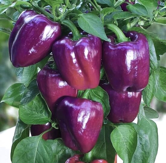 Podu paprika “Snack Lilac” (stāds)
