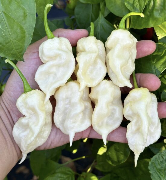 Čili pipari “Habanero White”