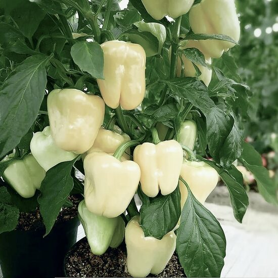 Podu paprika “Beluga White” (stāds)