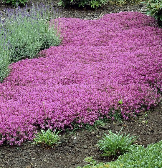Vilnainais mārsils “Coccineus”