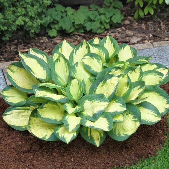 Hosta “Popcorn”