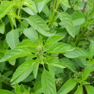 Āfrikas laima baziliks “Kivumbasi Lime” (stāds)