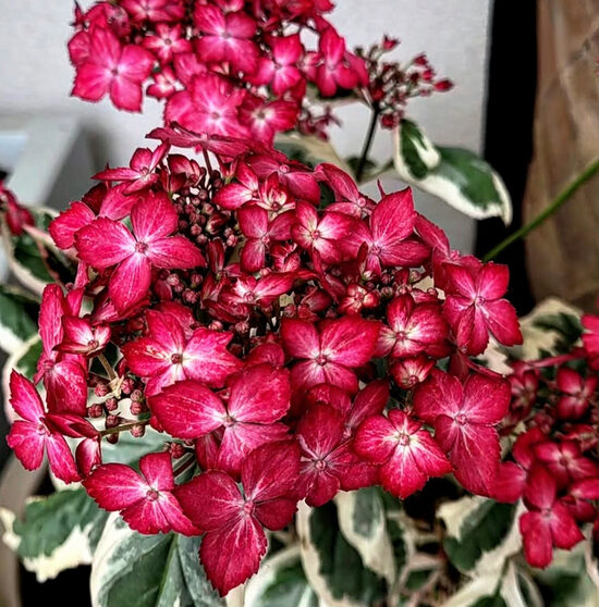 Robainā hortenzija “Euphoria Pink”