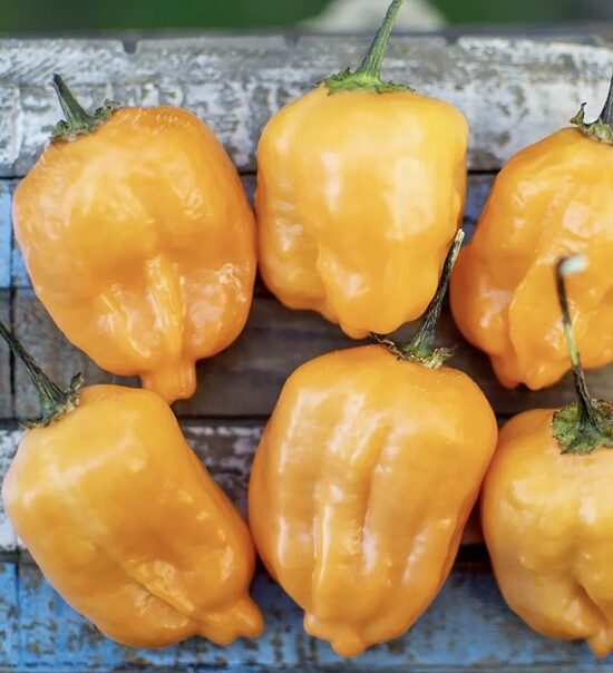 Čili pipari “Mango”