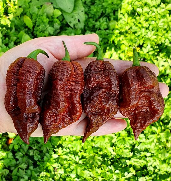 Čili pipari “Big Black Mama”