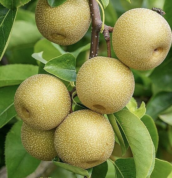 Āzijas bumbiere “Early Shu”