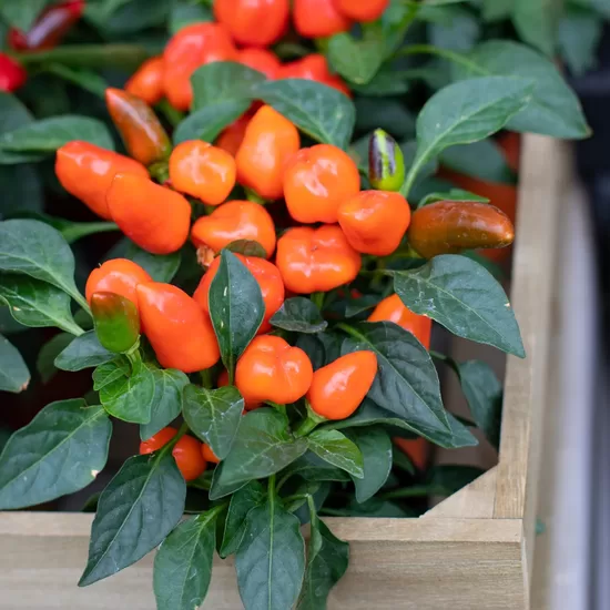 Podu čili pipars “Sambesi Orange”