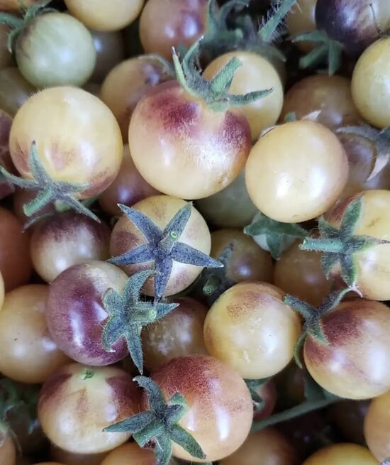 Ķirštomāti “Melleņu Buberts” (stāds)