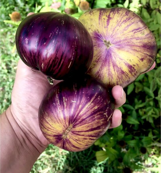 Tomāti “Saules Aptumsums” (stāds)