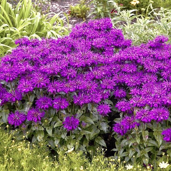 Zemā monarda “Grape Gumball”