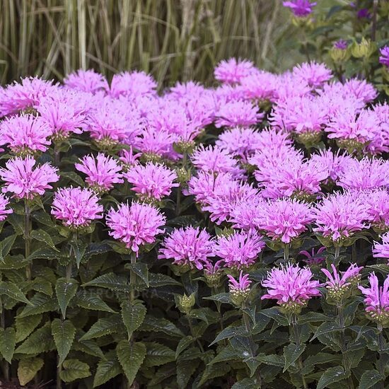 Zemā monarda “Pink Frosting”