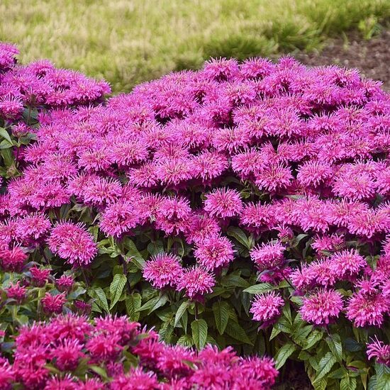 Zemā monarda “Bubblegum Blast”