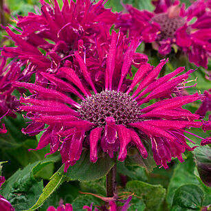 Monarda “Bee True”