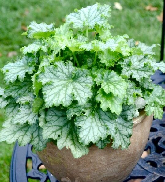 Heihera “Lime Swizzle”