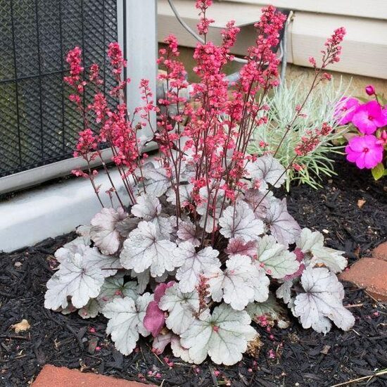 Heihera “Silver Gumdrop”