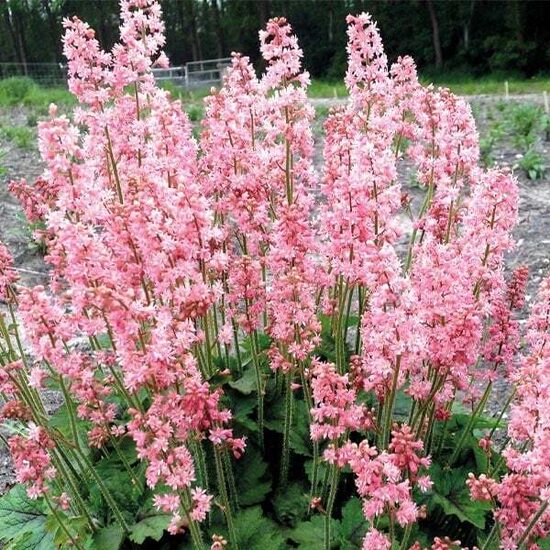 Heiherella “Pink Revolution”