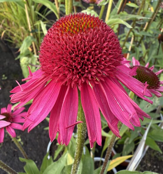 Ehinācija “Delicious Candy”