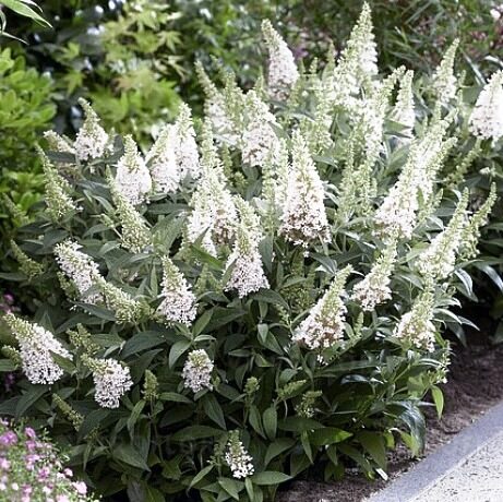  budleja 'Butterfly Candy Little White'