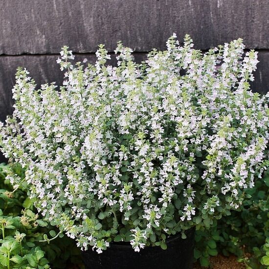 Kaķumētra “Snowflake”