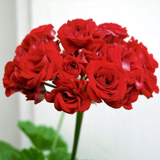 Pelargonija 'Rosebud Red'