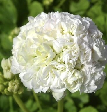 Pelargonija 'Prinsesse Karla'