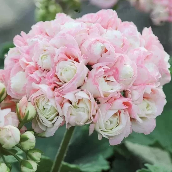 Pelargonija 'Appleblossom DK'