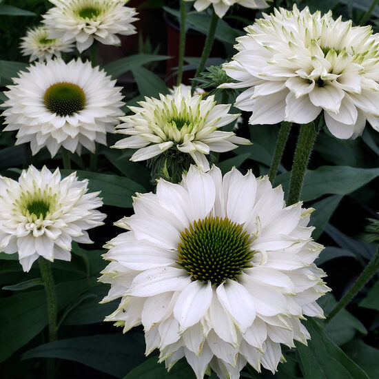 Ehinācija “White Perfection”  (pieejams no jūnija)