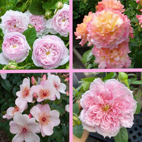 Rožu komplekts “Maigums” - 4 stādi