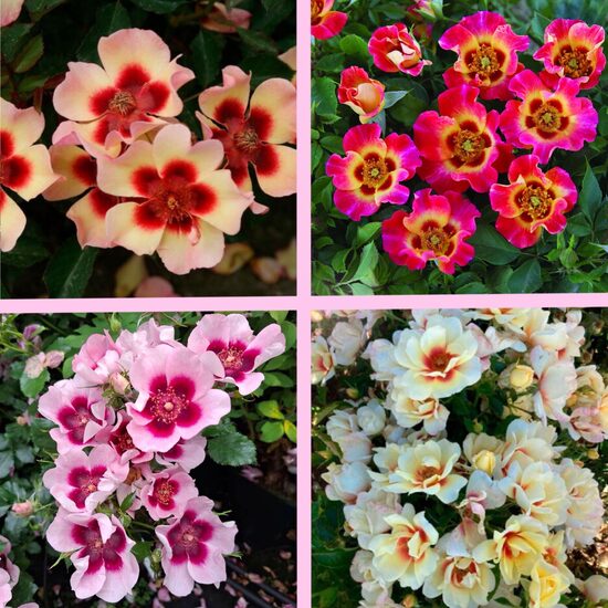 Rožu komplekts “Babylon Eyes sērija” - 4 stādi