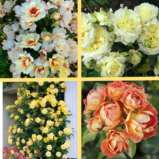 Rožu komplekts 'Saulainais' - 4 stādi