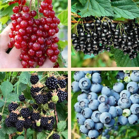 Ogu komplekts 'Klasika' - 4 stādi