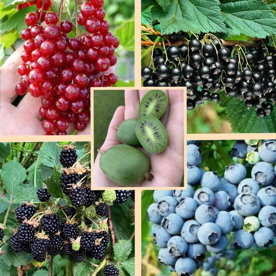 Ogu komplekts 'Klasika Plus' - 5 stādi