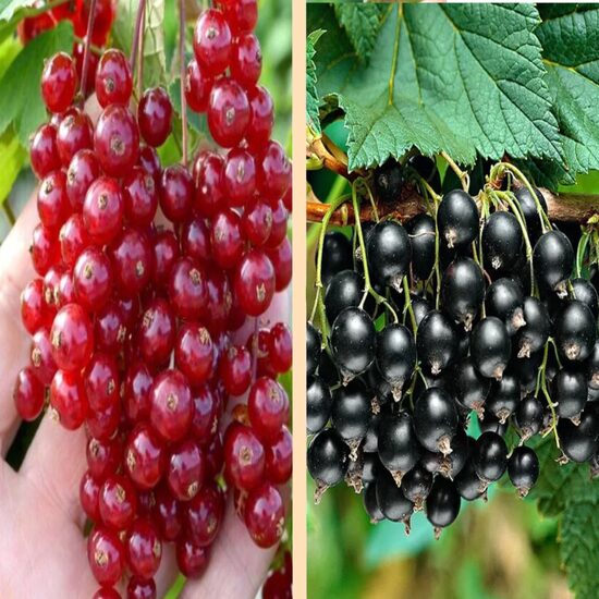 Ogu komplekts 'Upene un Jāņoga' - 2 stādi