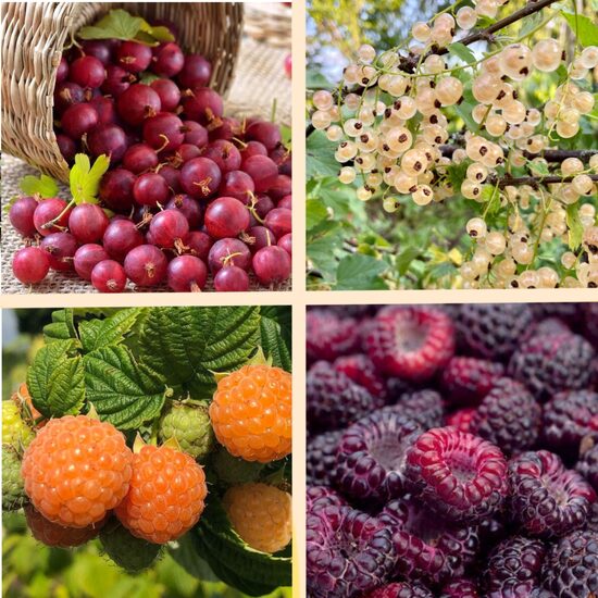 Ogu jaunstādu komplekts - 4 stādi