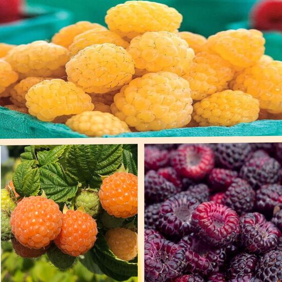 'Summer Lovers' sērijas aveņu komplekts - 3 stādi