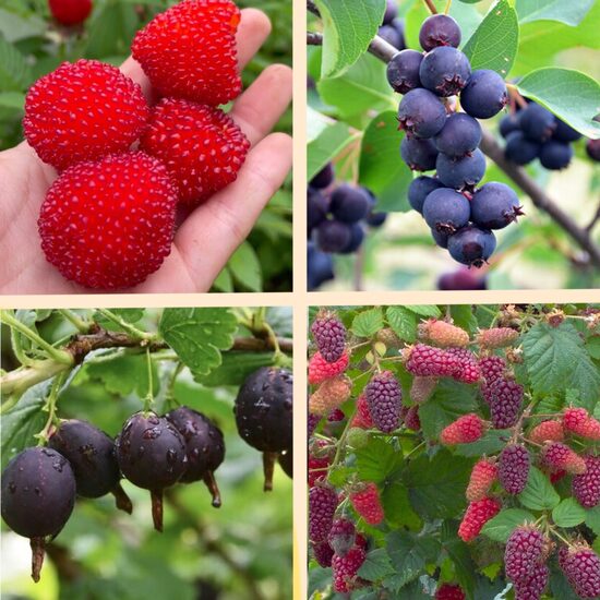 Ogu komplekts 'Neparastais' - 4 stādi