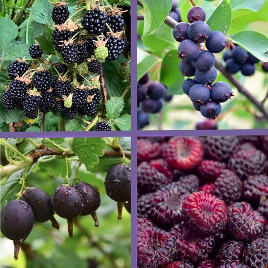 Tumšo ogu komplekts 'Antioksidanti' - 4 stādi