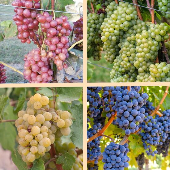 Bezsēklu vīnogu komplekts - 4 stādi