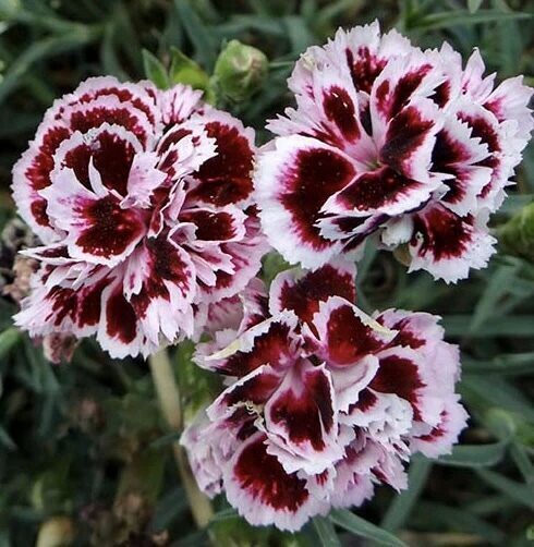 Neļķe 'Berry Cream'