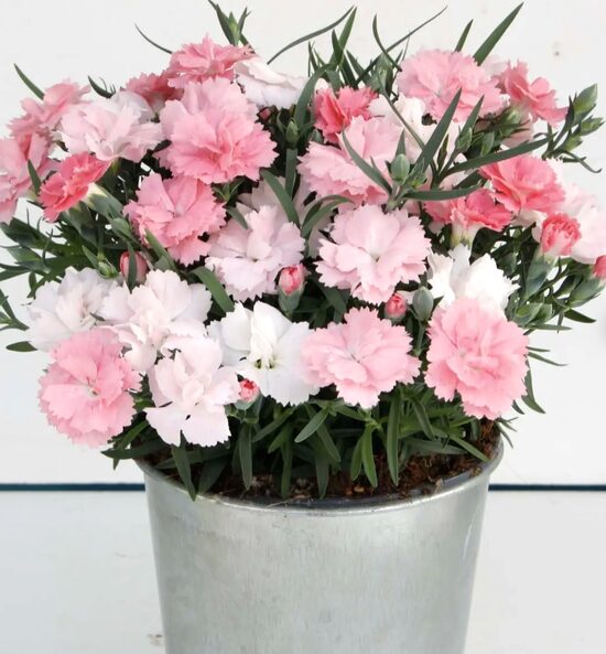 Neļķe 'Soft Cream'